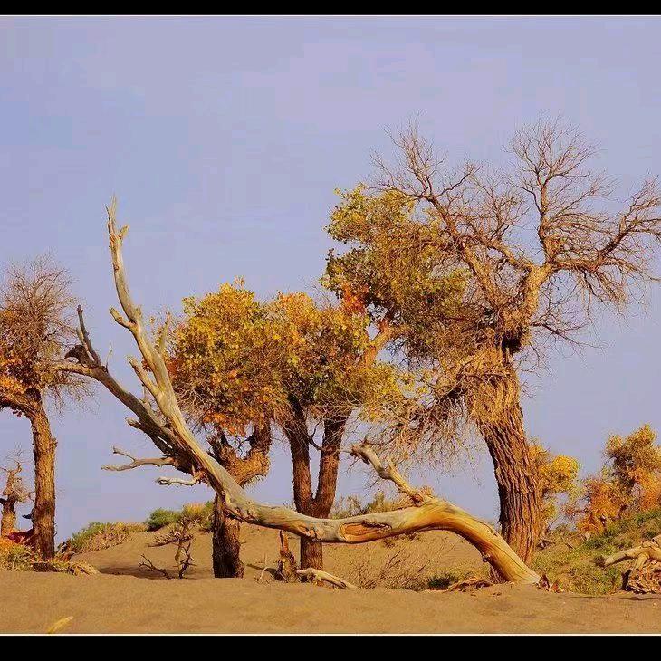品味🍃人生🍂🍁