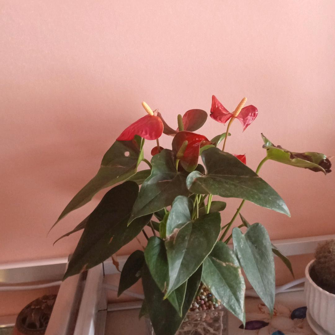 好运一直伴随你