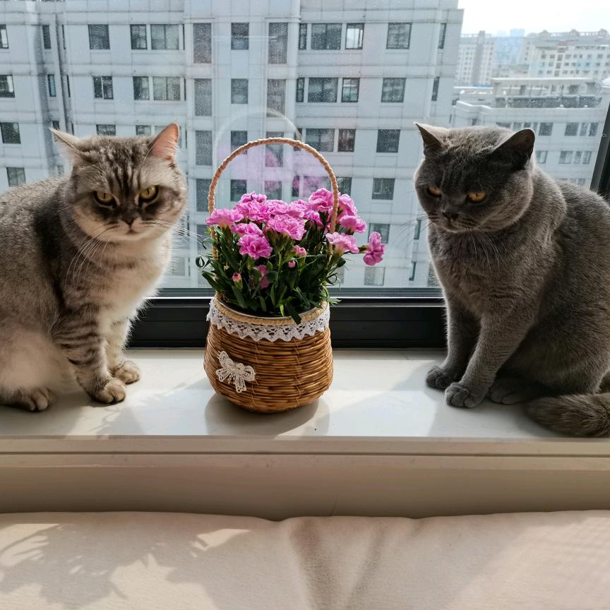 点点和旺旺