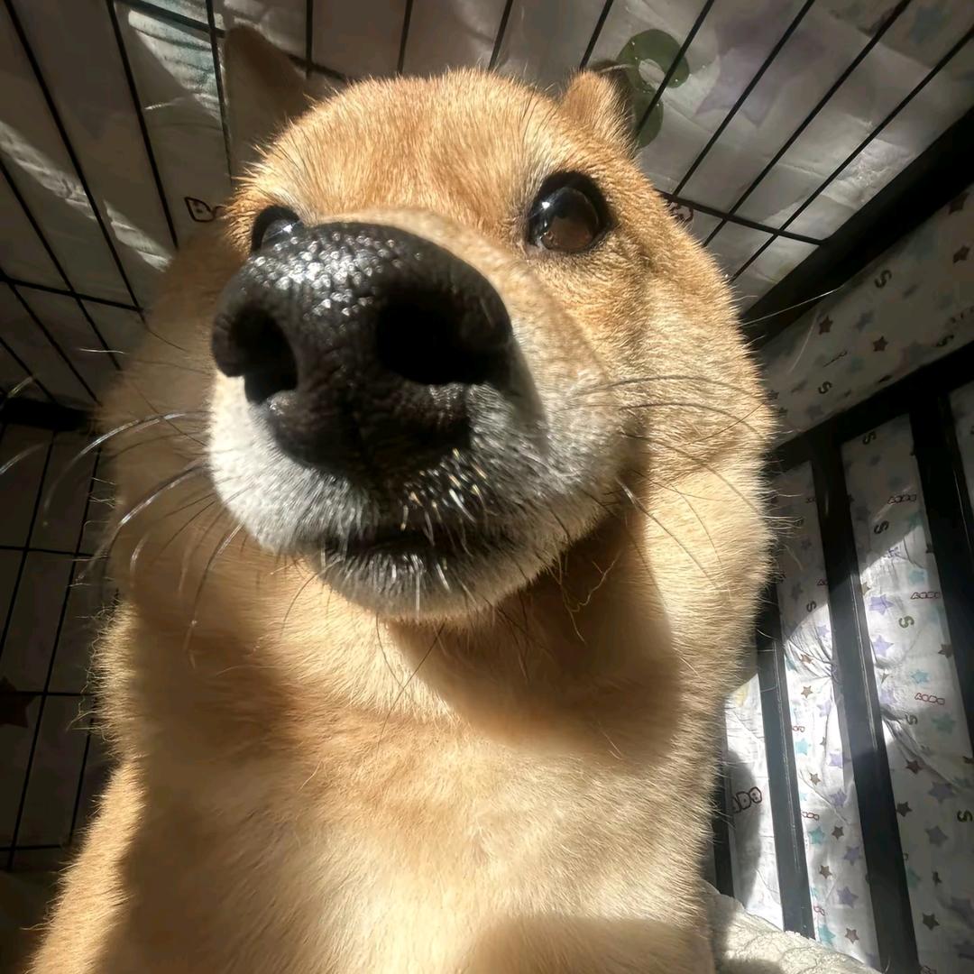 何以两全