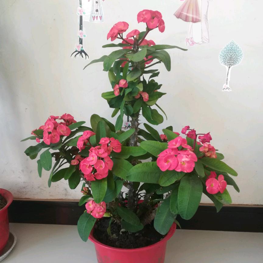 🧜‍♀️幸福一家🧜