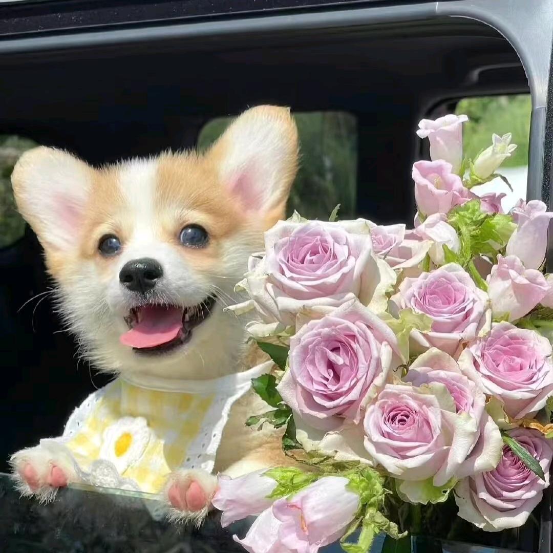 香菜不上班💰