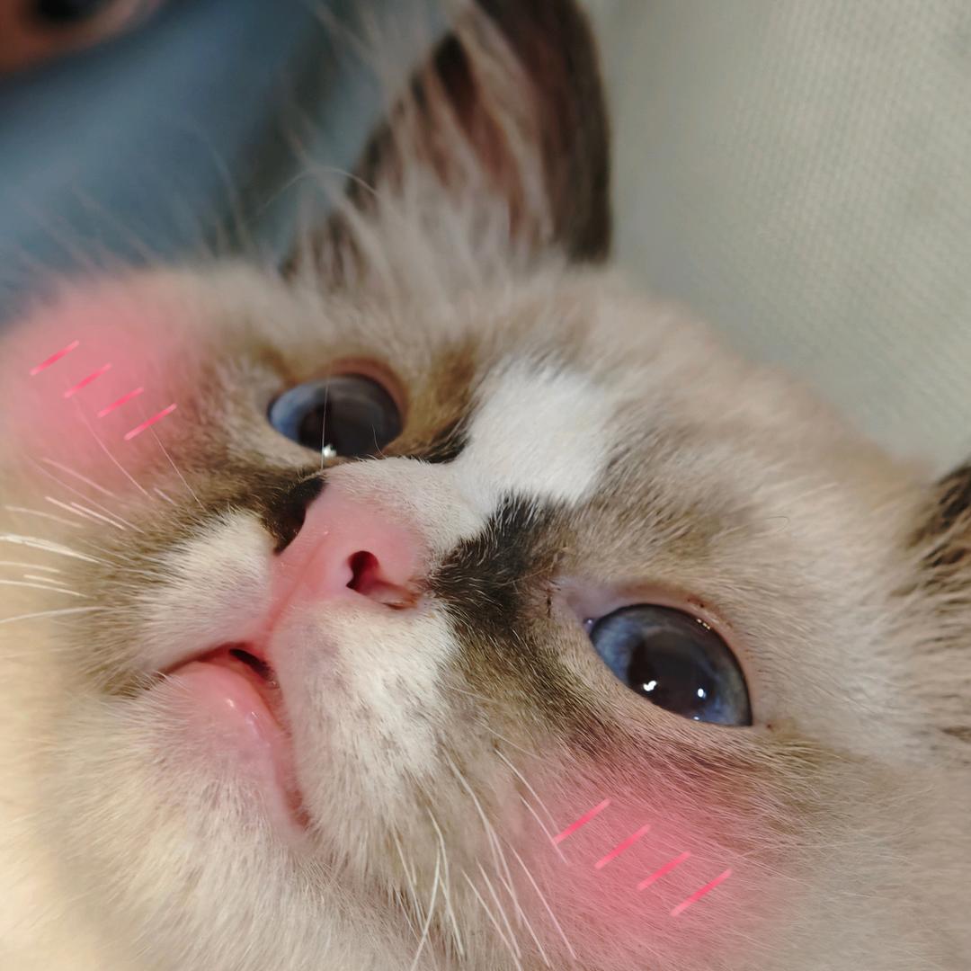 布偶猫抖抖