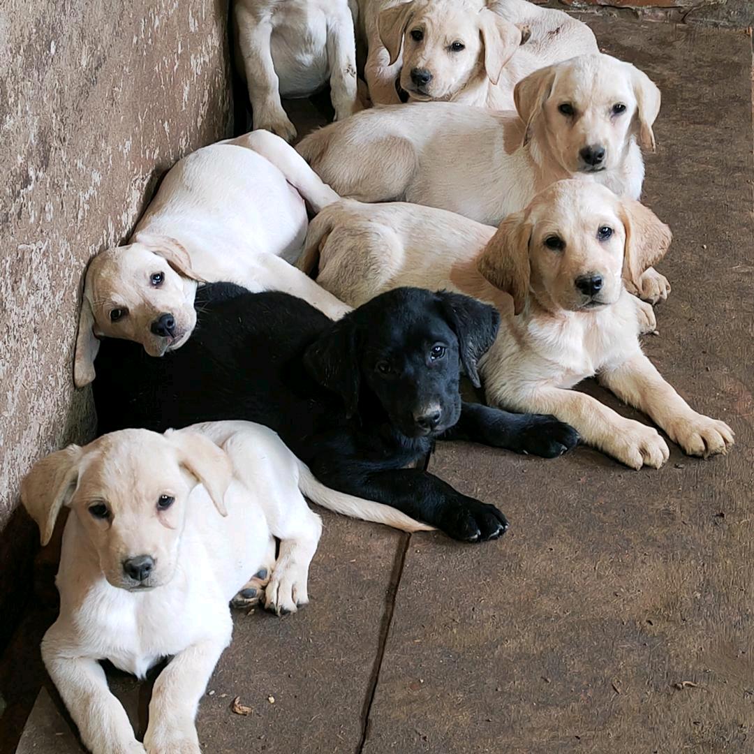 建水县聪聪犬舍