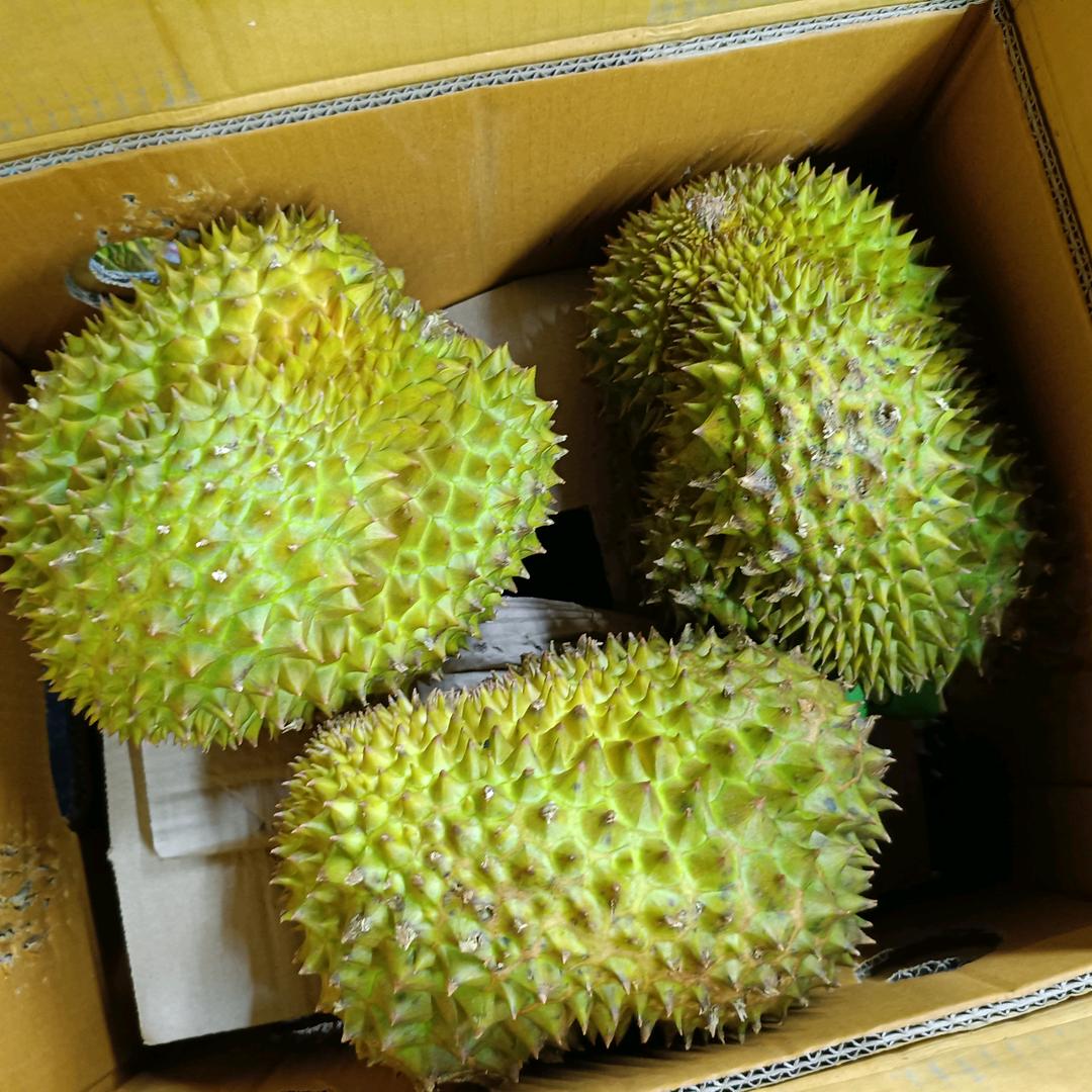 昌江——榴莲岛哦