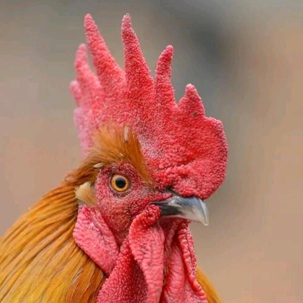 拿爪 （🉑教学）