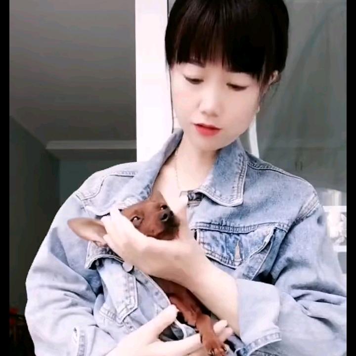 家有小鹿