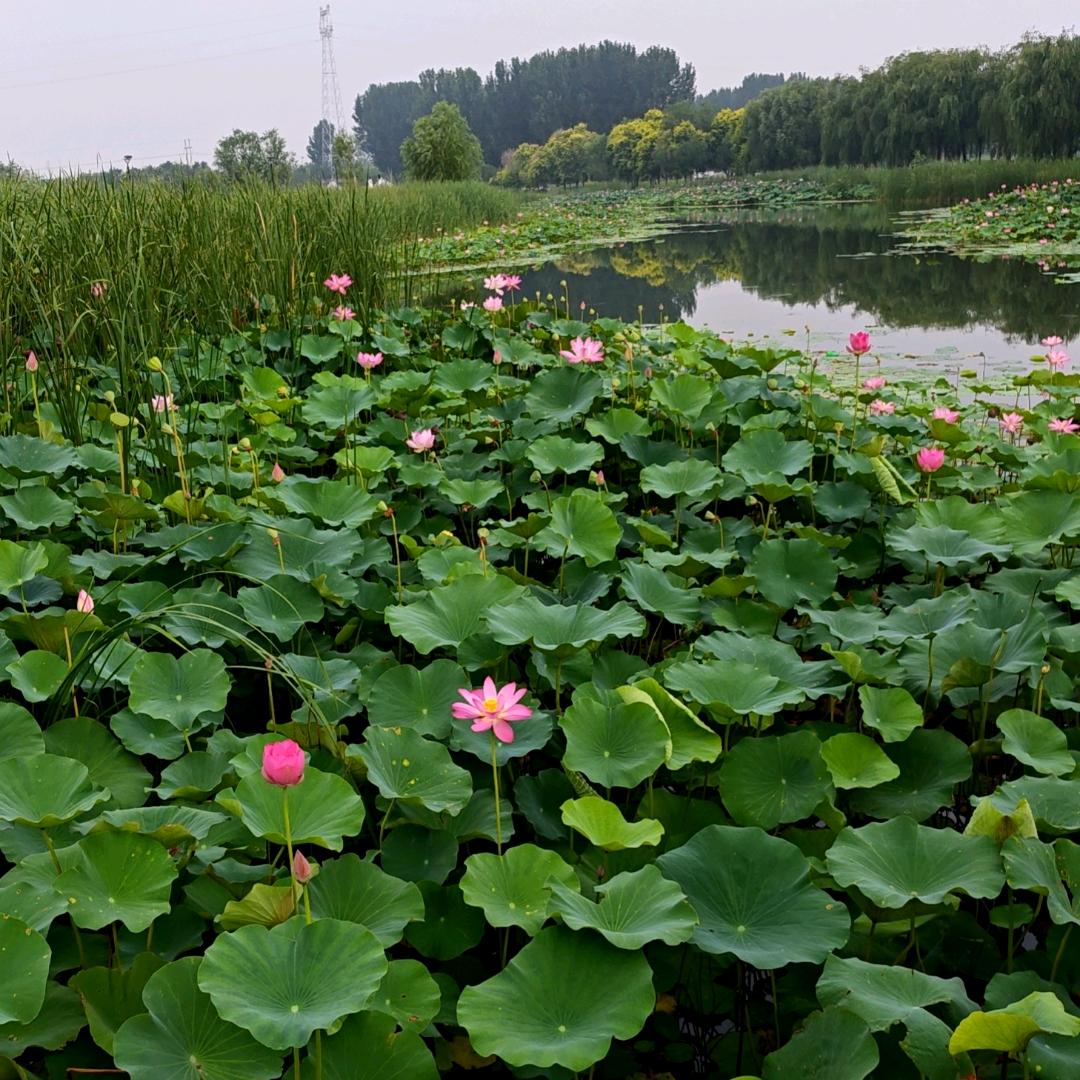 大树