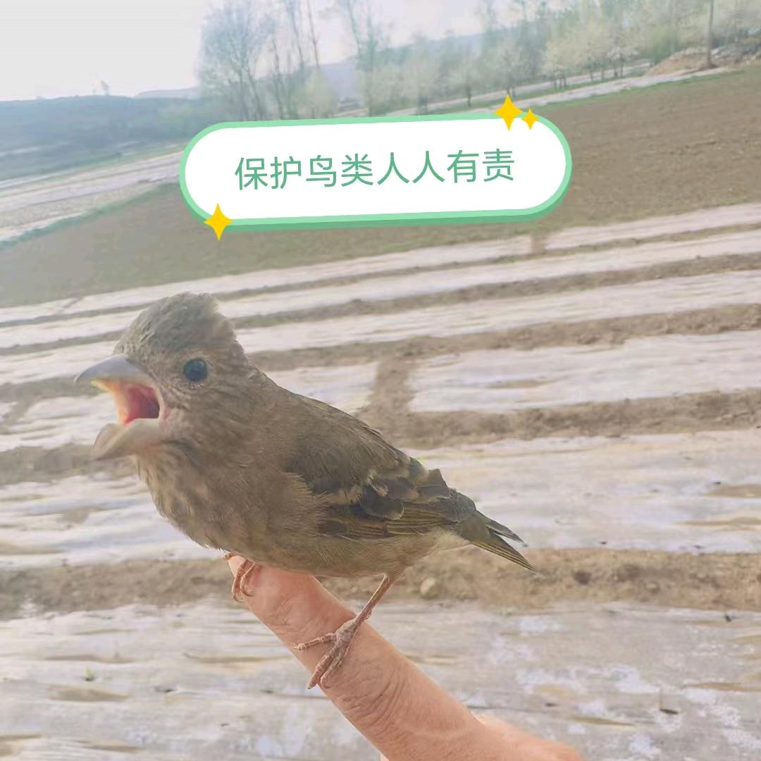 半仙～养个破qiao