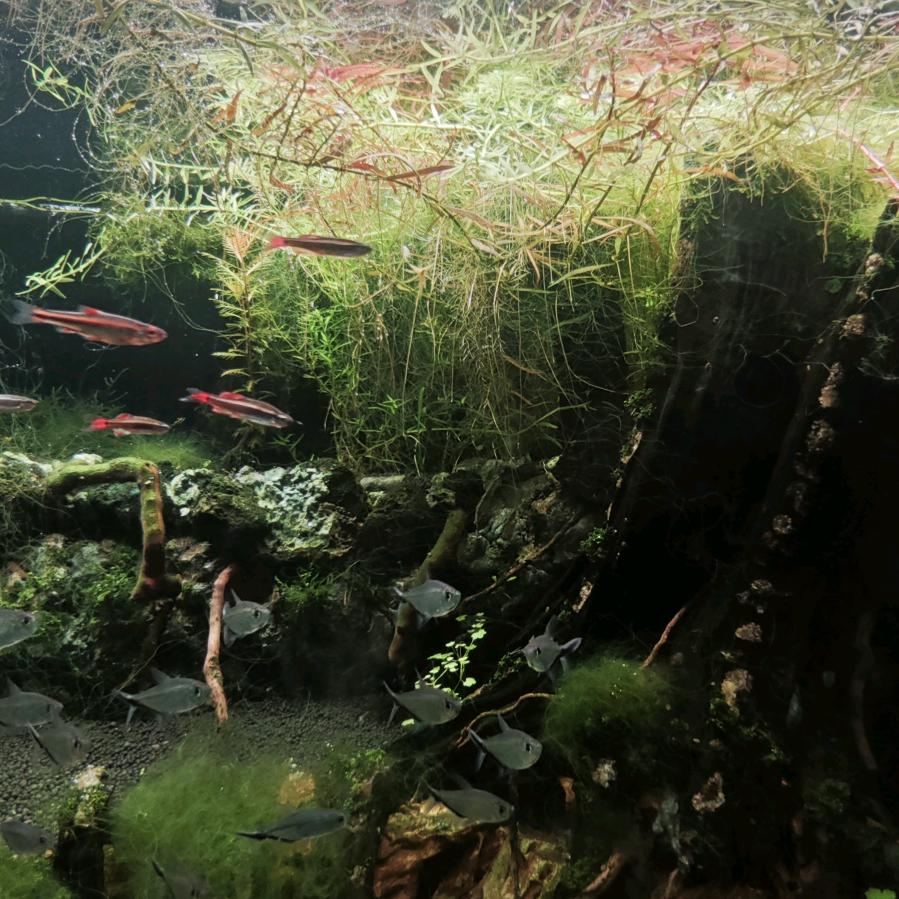 风华沉木造景