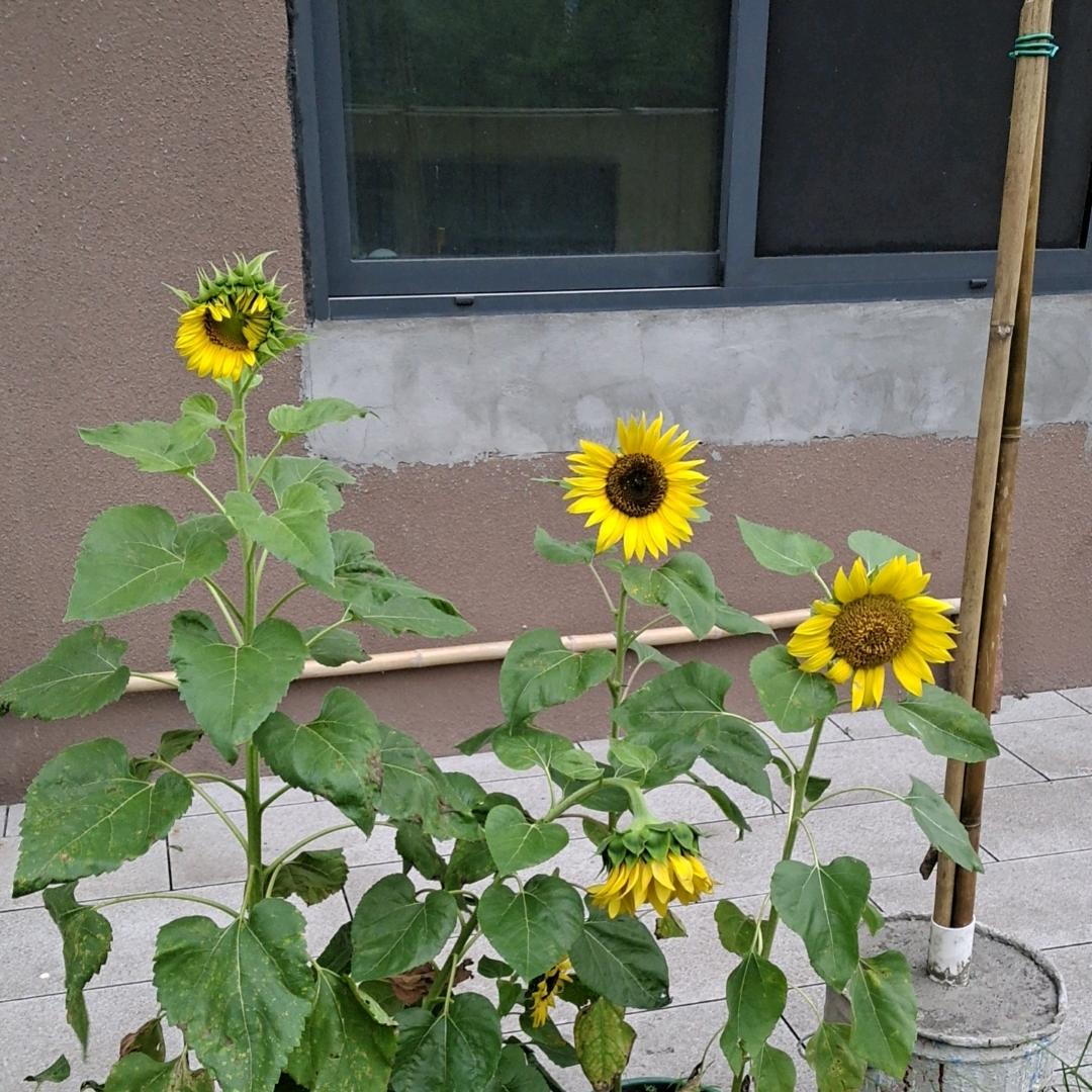 爸爸的爸爸叫什么