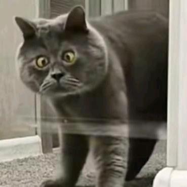 咖啡猫