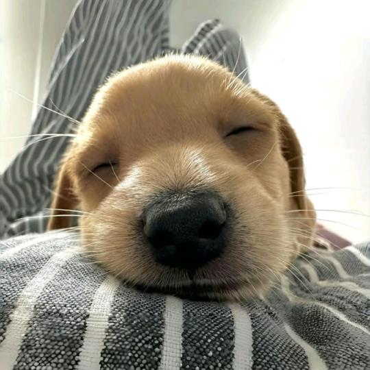 睡觉的v