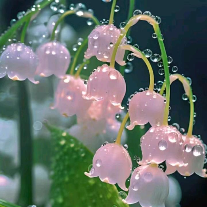 张娜娜