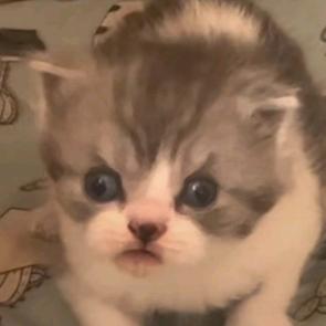 小猫牢弟