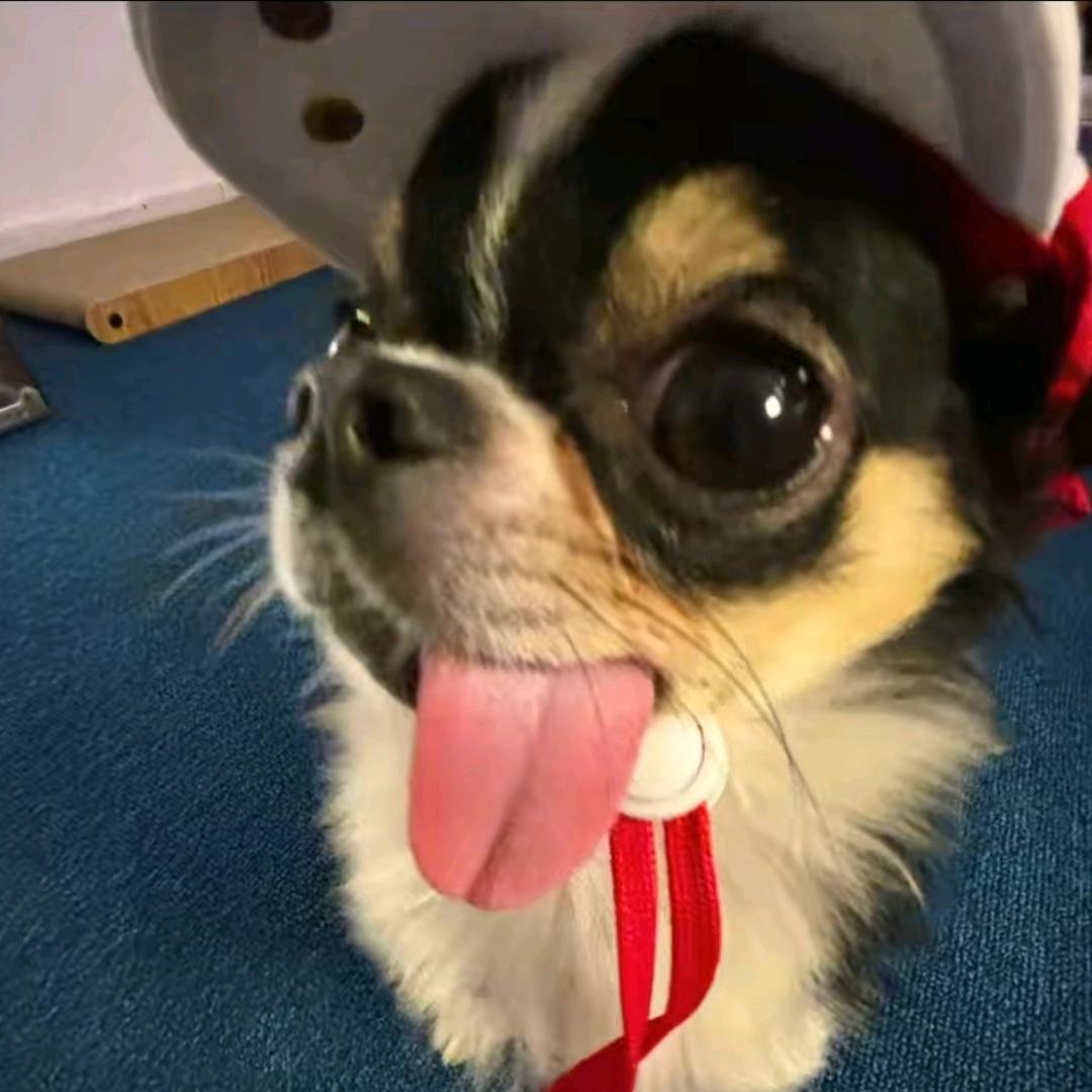 千张卷豆皮