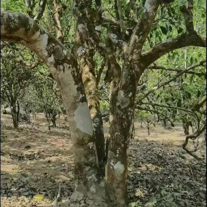 喜欢喝茶云南正宗普洱茶