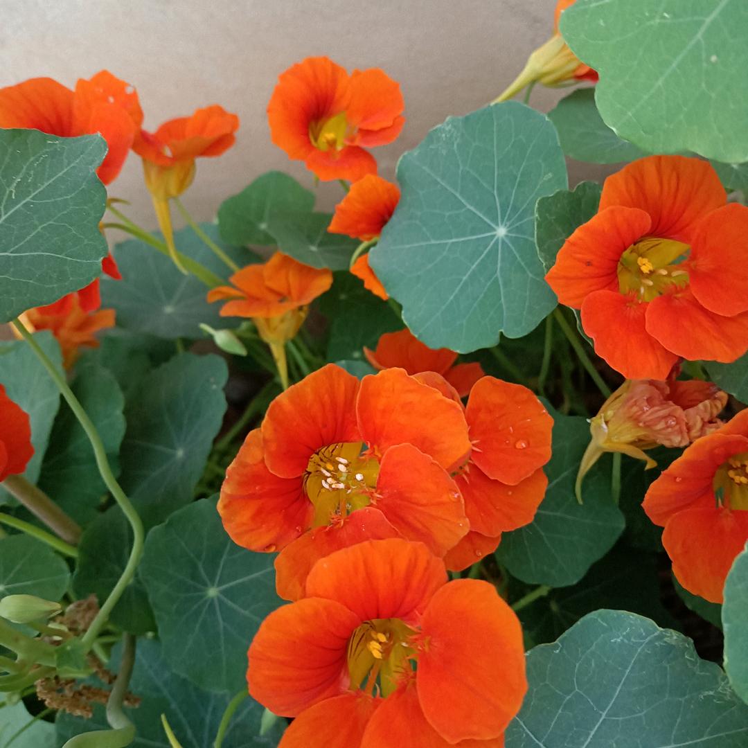 “盏盏浓茶敬嘉宾”