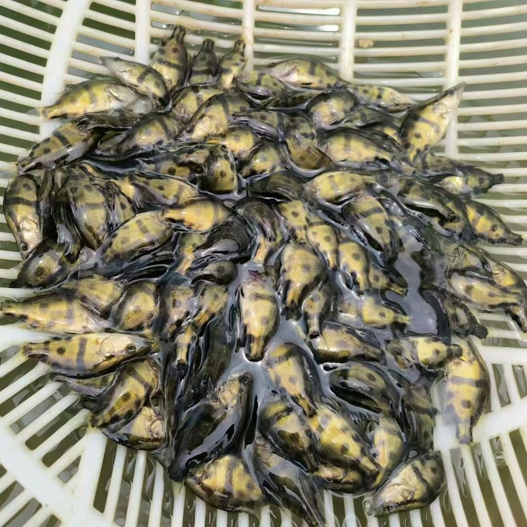 徐伟辉桂鱼苗