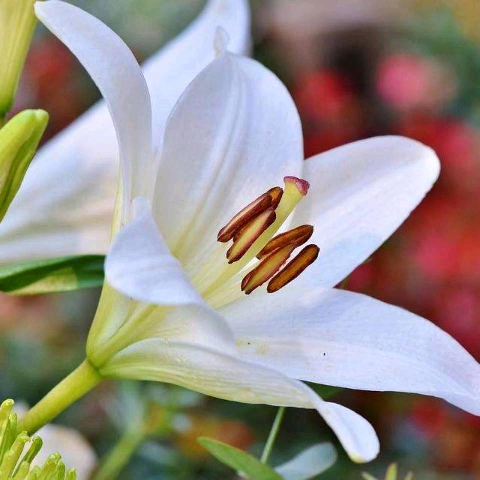 百合
