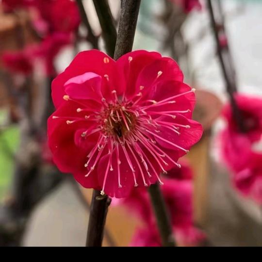 红梅🌺