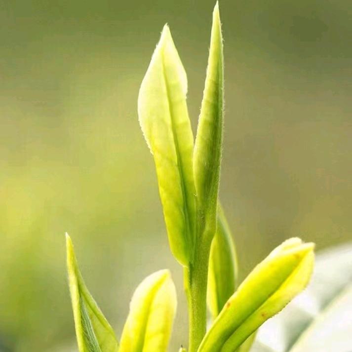 龙湖天街小罐茶