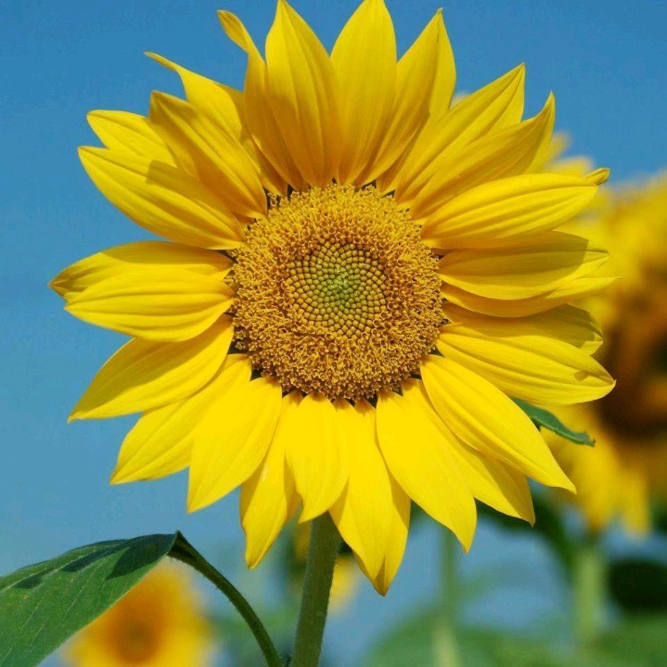 🌻向日葵🌹🍎