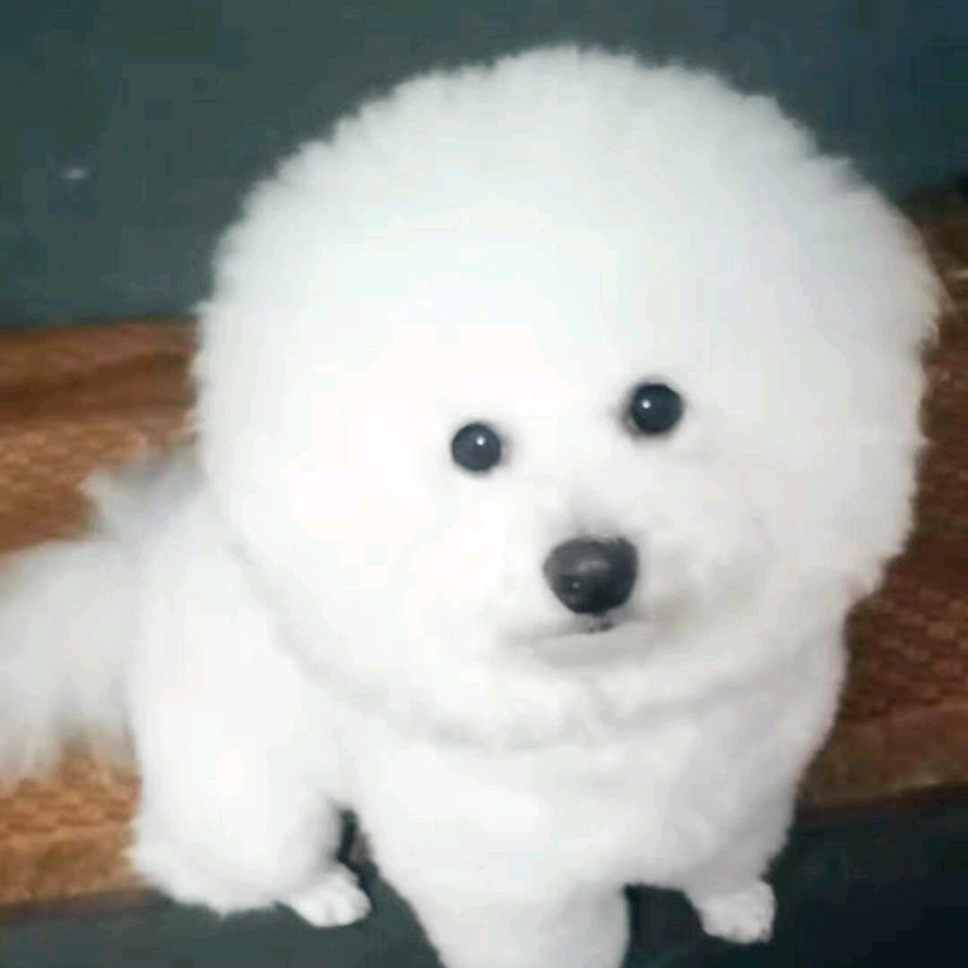 肖文
