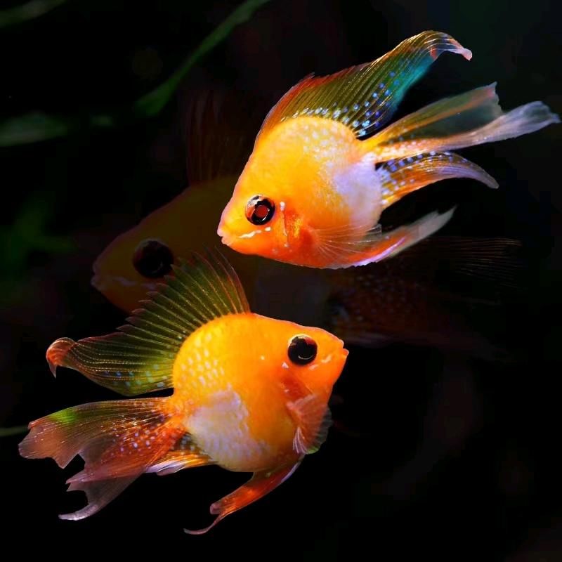 北京云澜金波子