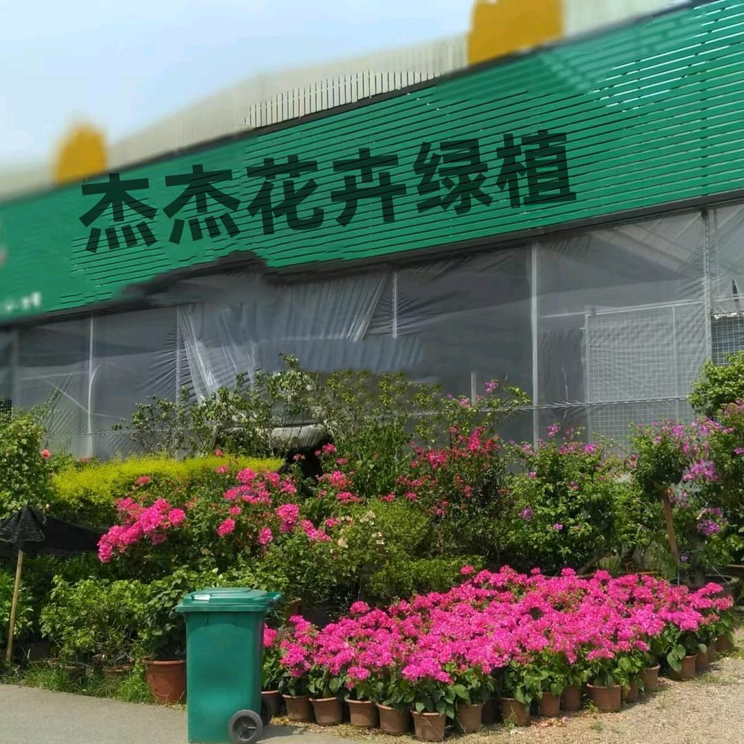 杰杰花卉绿植