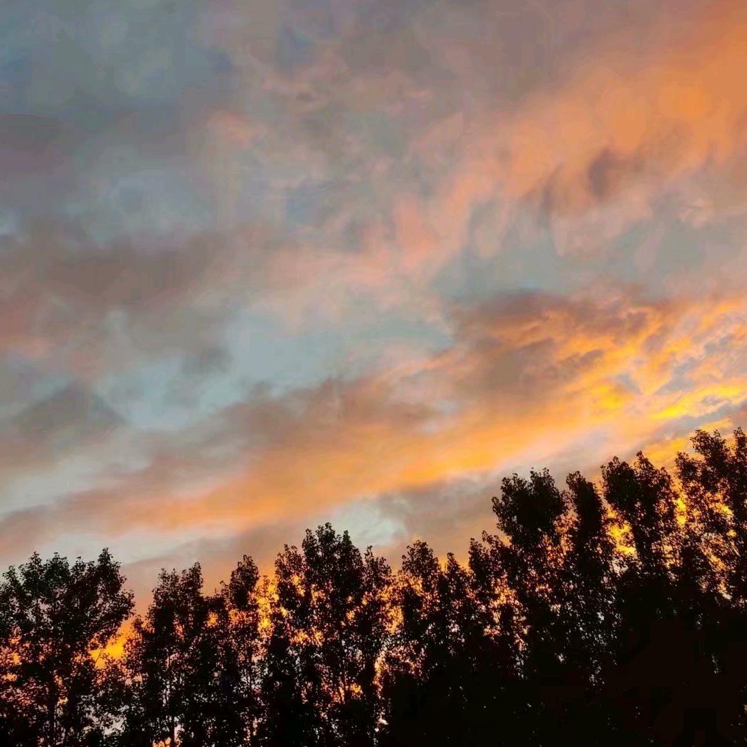 插在牛粪里的红玫瑰