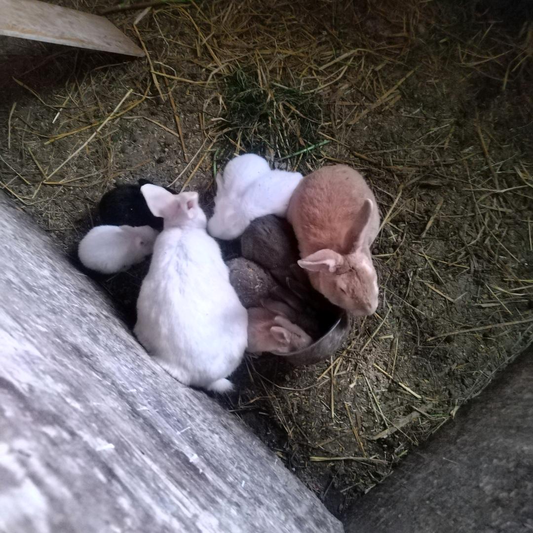 欧阳亮，我们自己养小兔子生活977