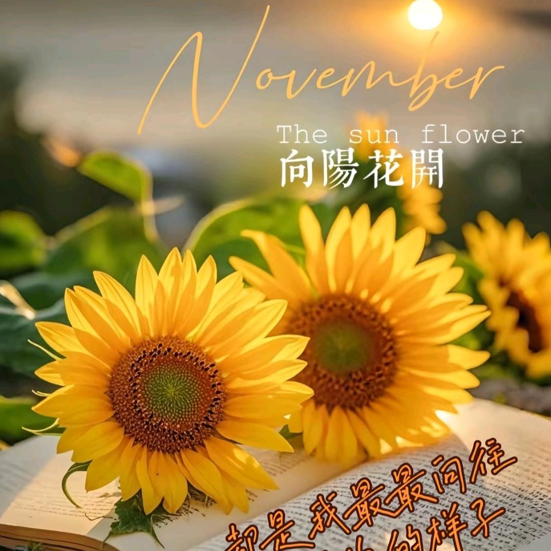 向日葵🌞