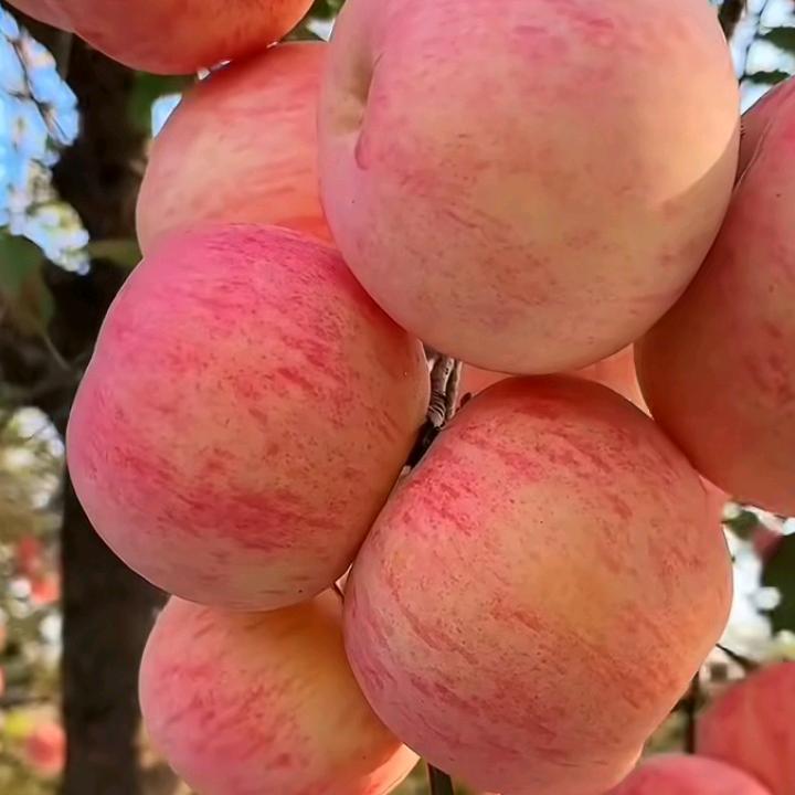 苹果🍎香