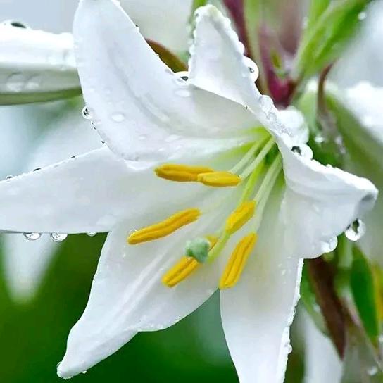 雨中百合《拒绝私聊》