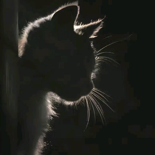 冷瞳烬猫