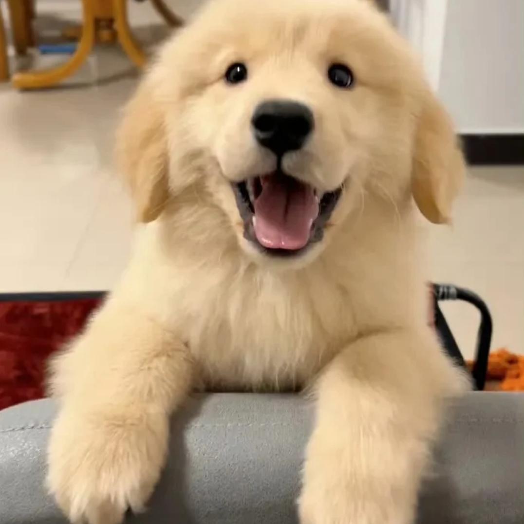 小小爱养狗