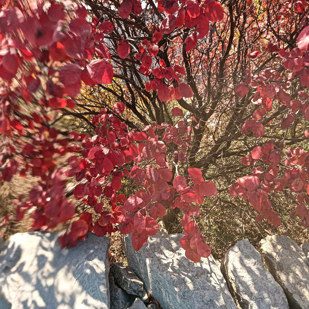 随缘