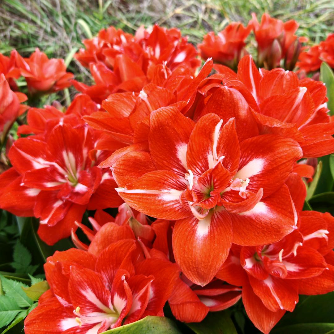 沙漠里的水（悦喜朱顶红）