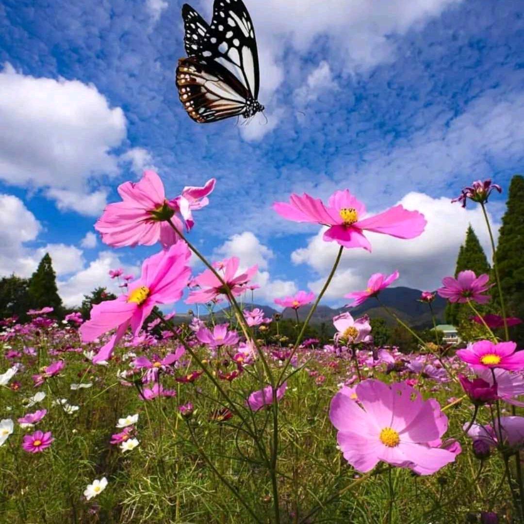 燕黎姿护肤叶子老师