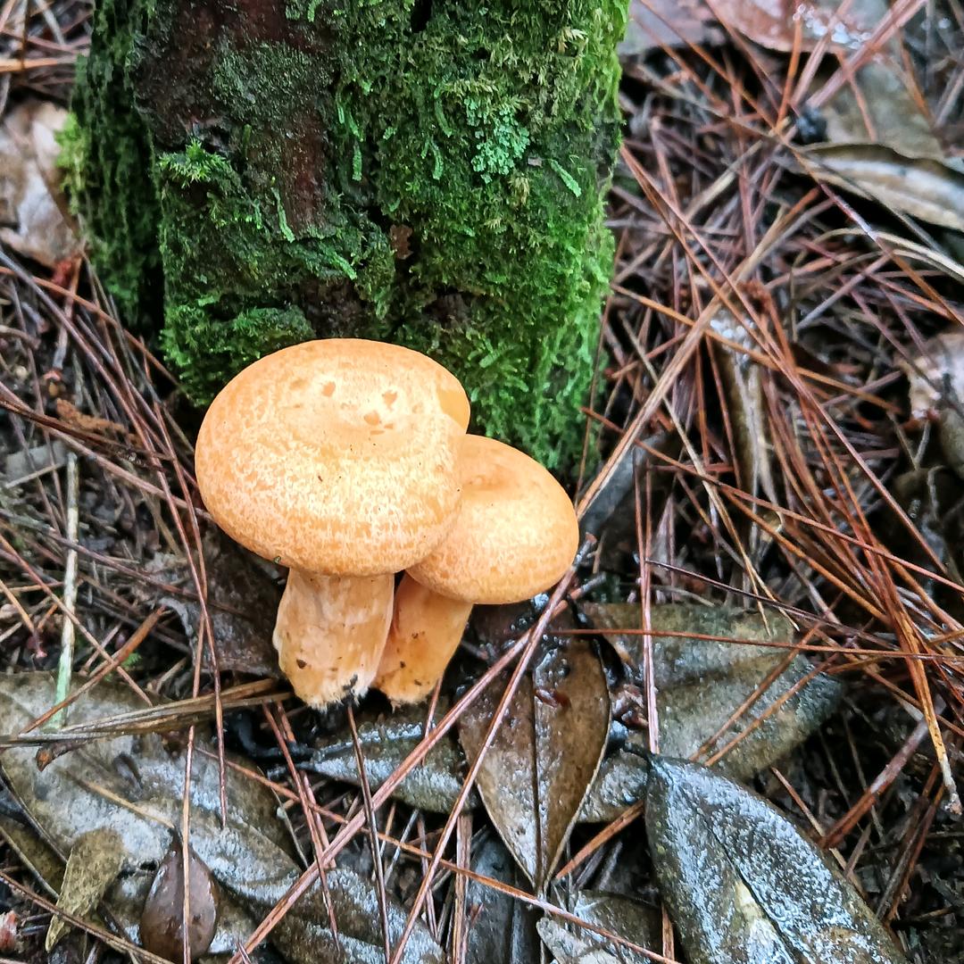 盈盈一水间