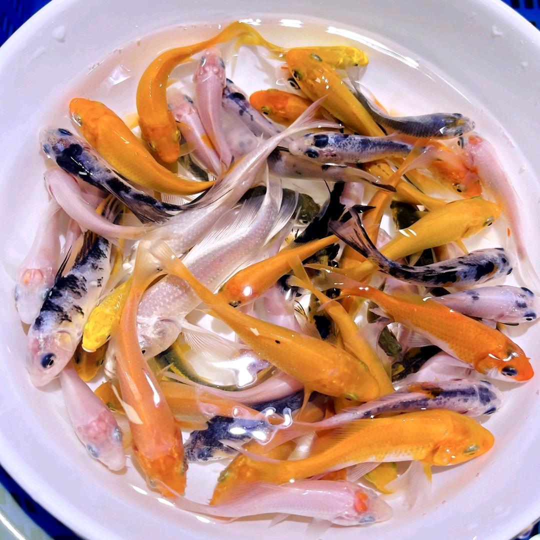 众哥观赏鱼小号