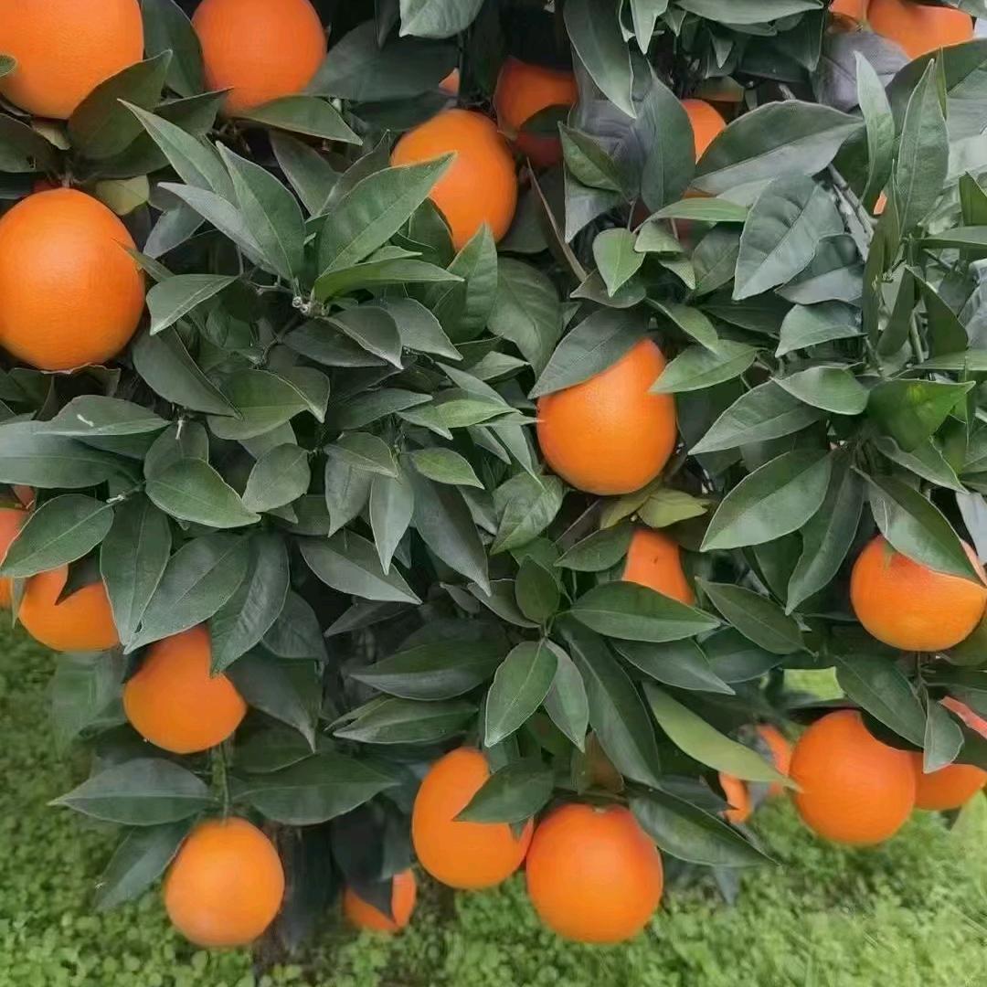 奉节脐橙果园店