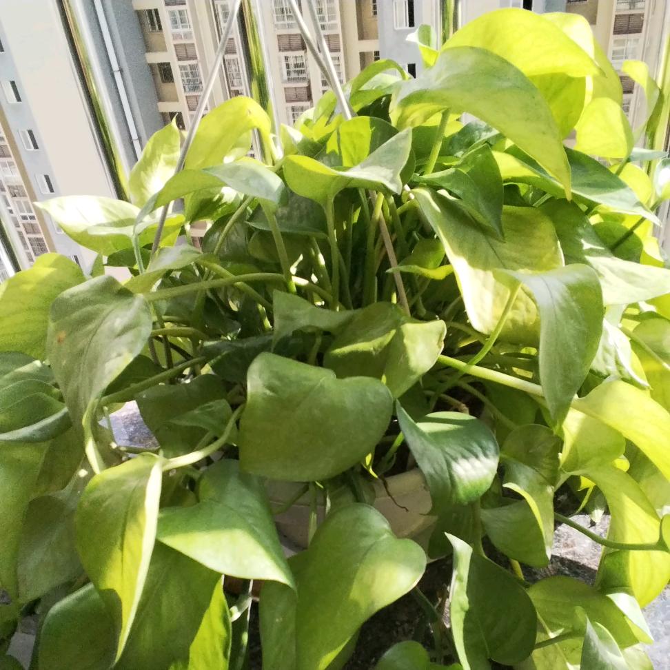 莲金业香商贸商行