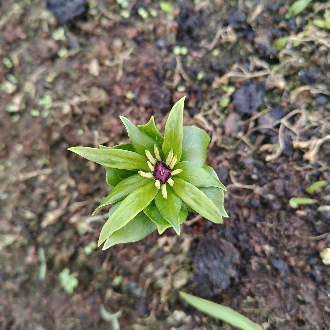 中药材种苗 水溶肥农药