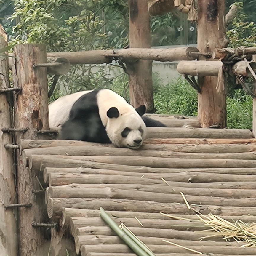 不慌不忙