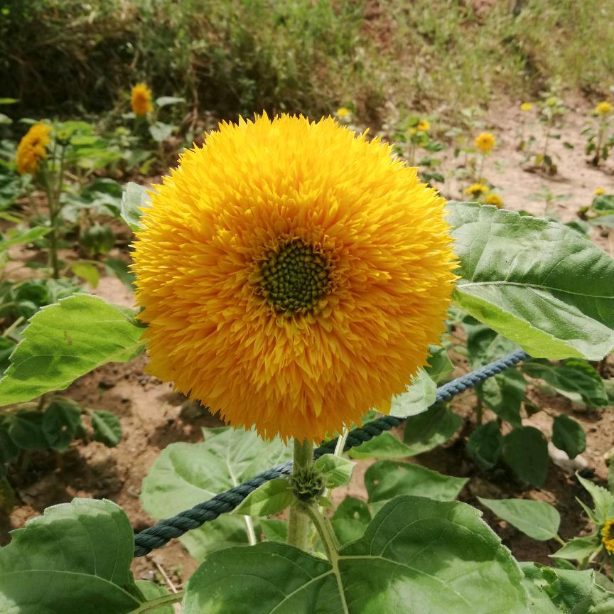 秀秀