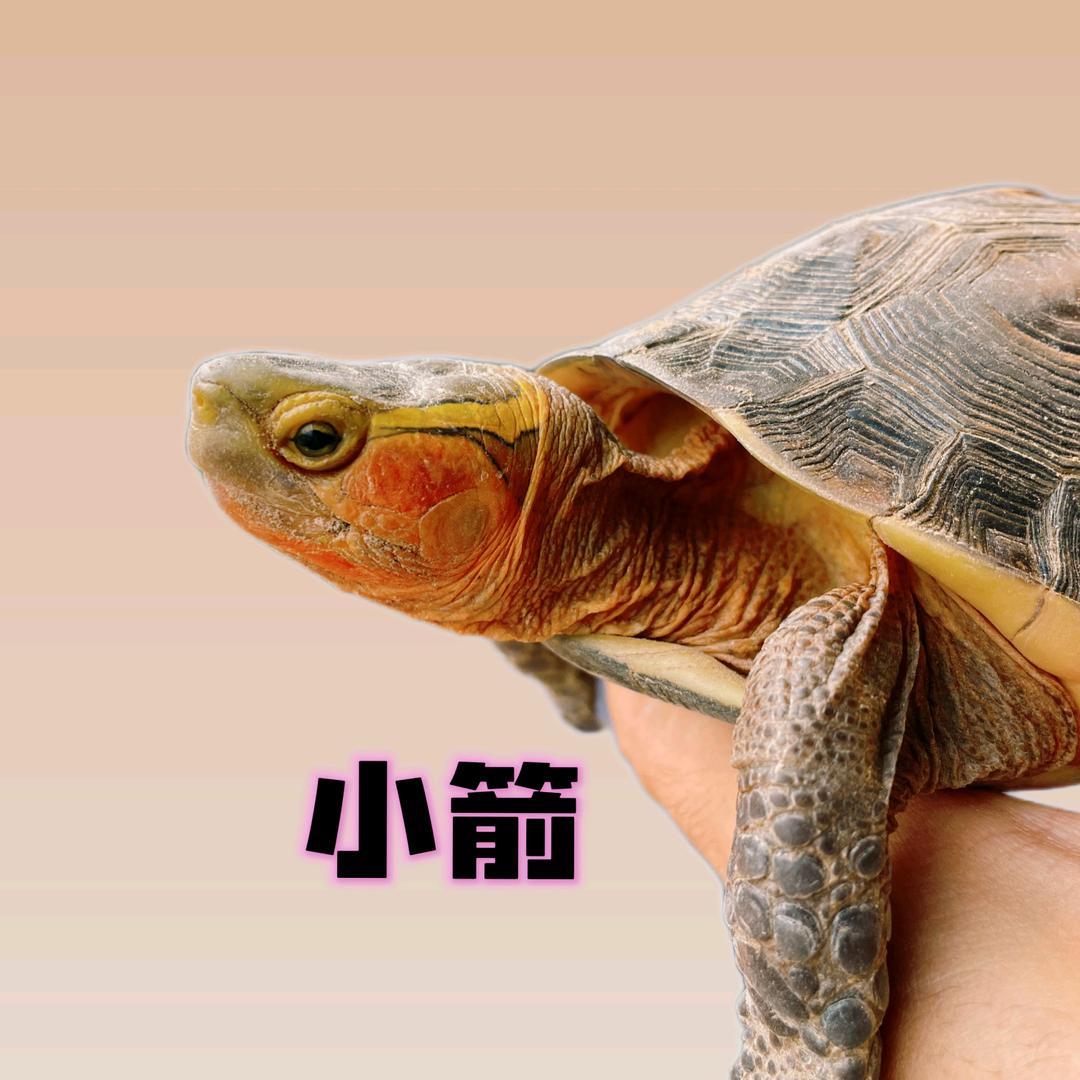 小箭