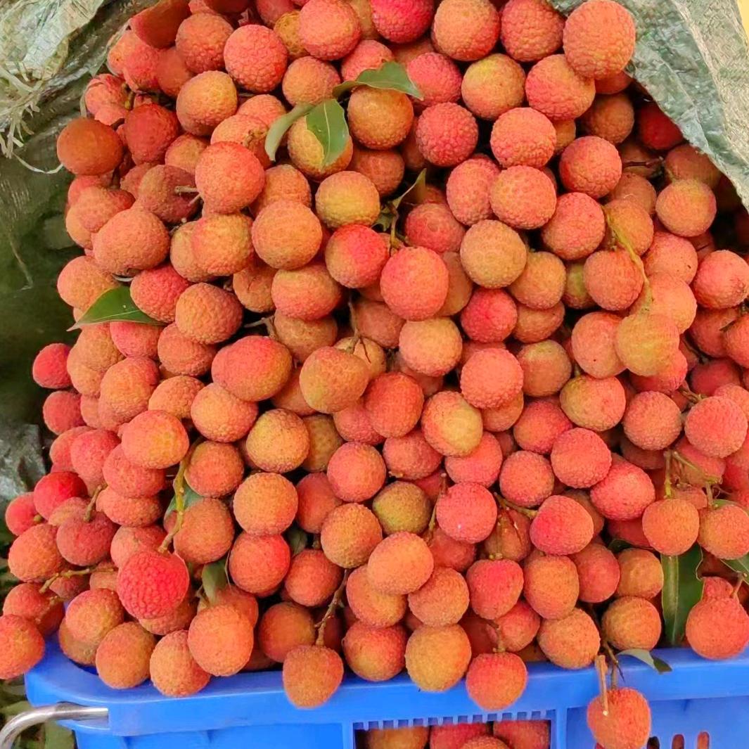 中华红荔枝