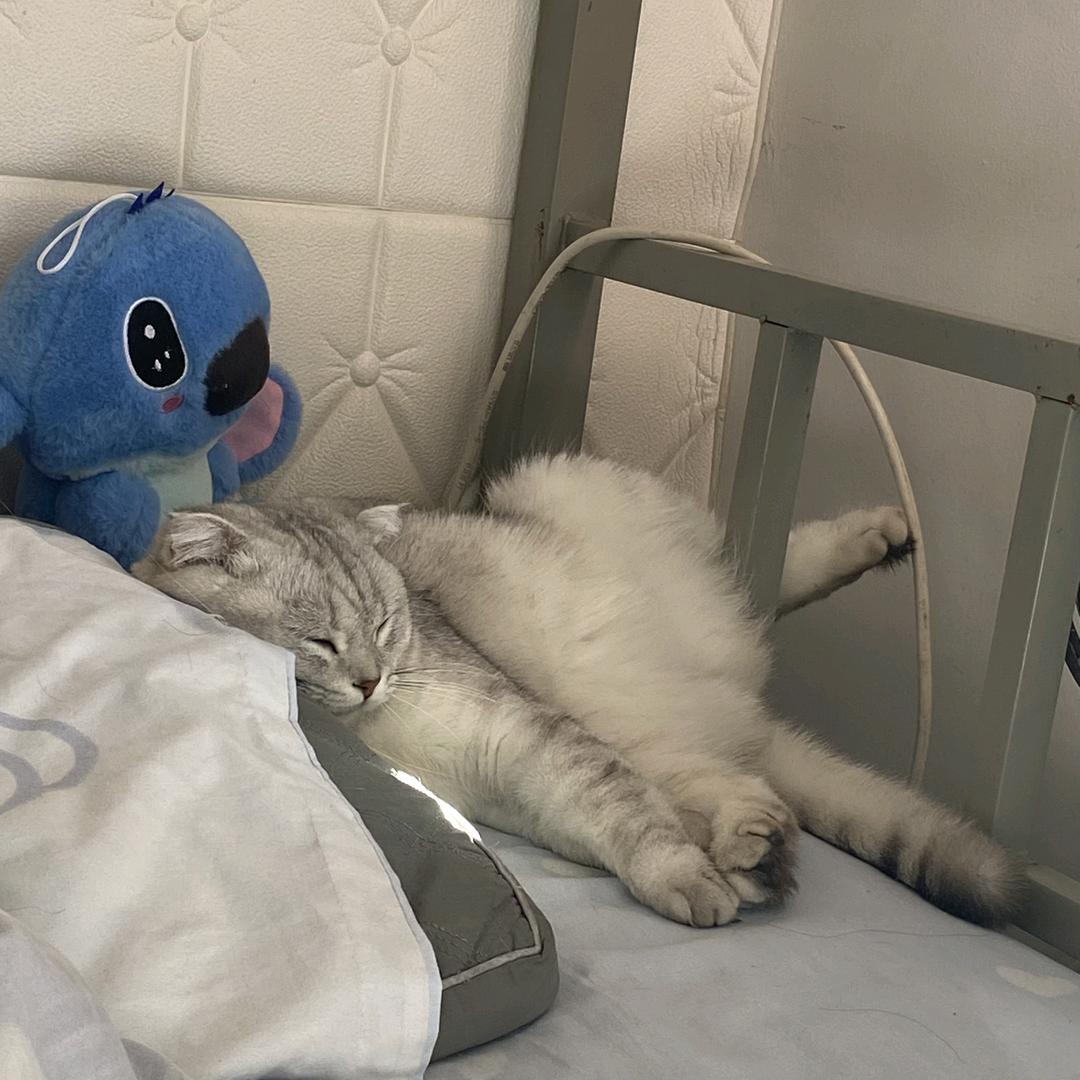 拥有三只猫.